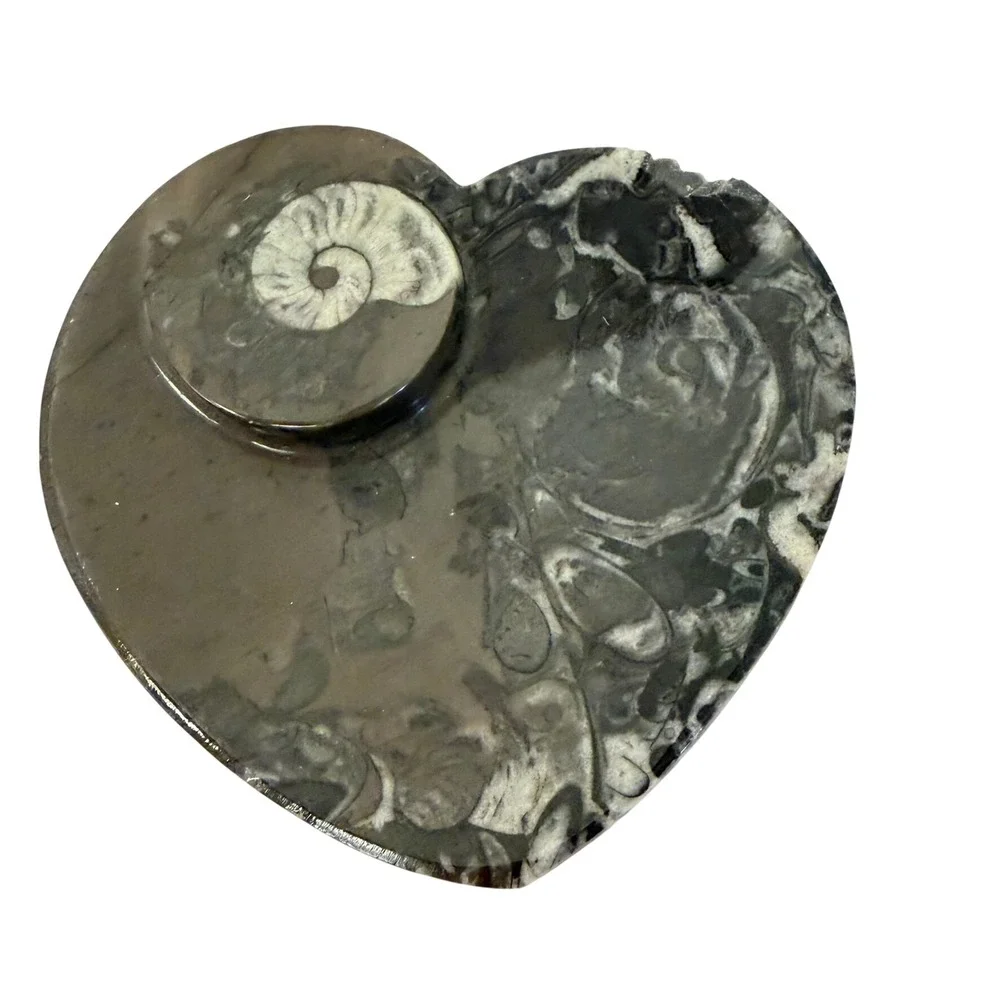 Ammonite Orthoceras Fossil HeartBlack Grey Polished Natural Orthoceras Read 4.5